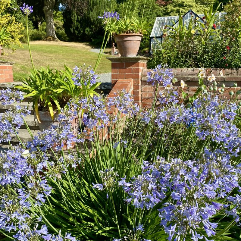 Agapanthus by Croft steps