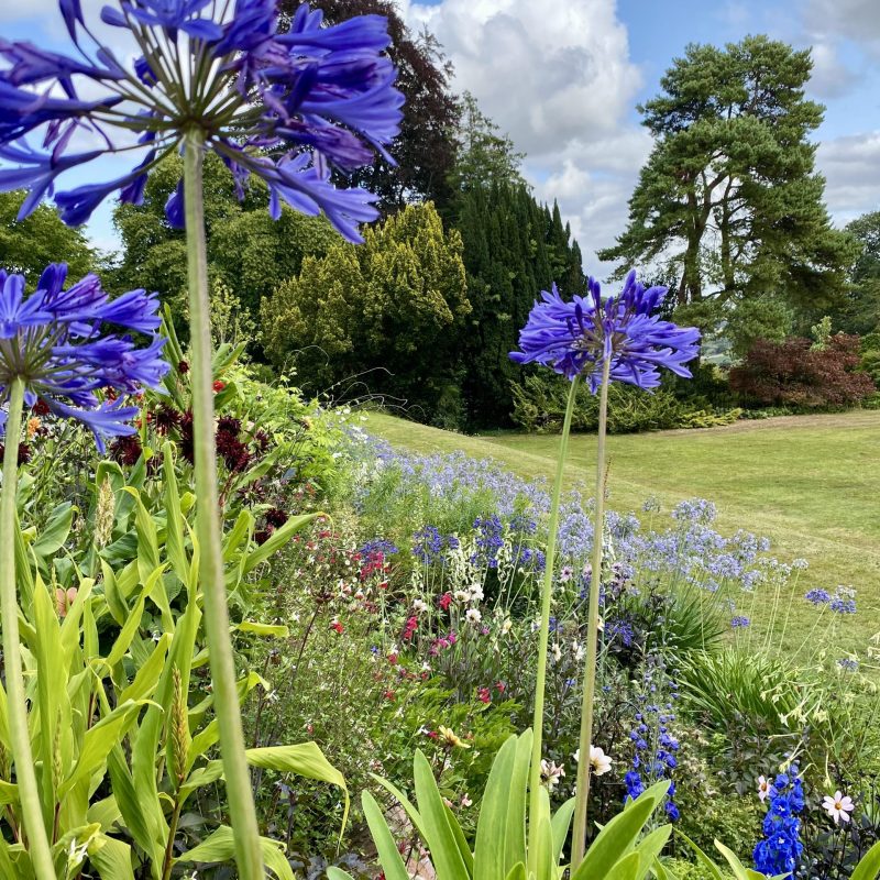Agapanthus with lawn behind