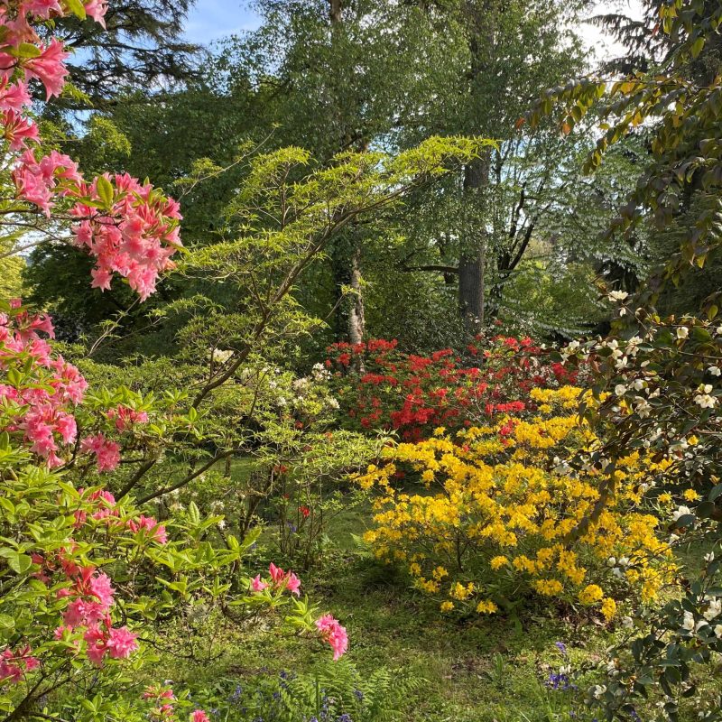 Azalea garden