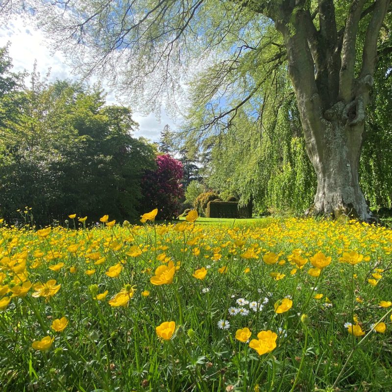 Beech tree with buttercups beneath