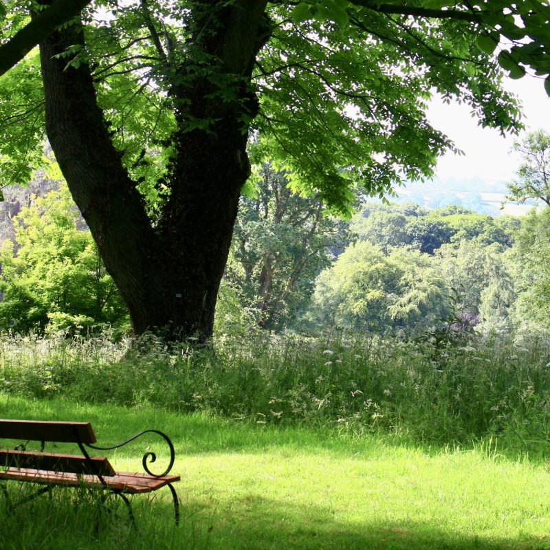 Bench by Juglans x intermedia (champ)
