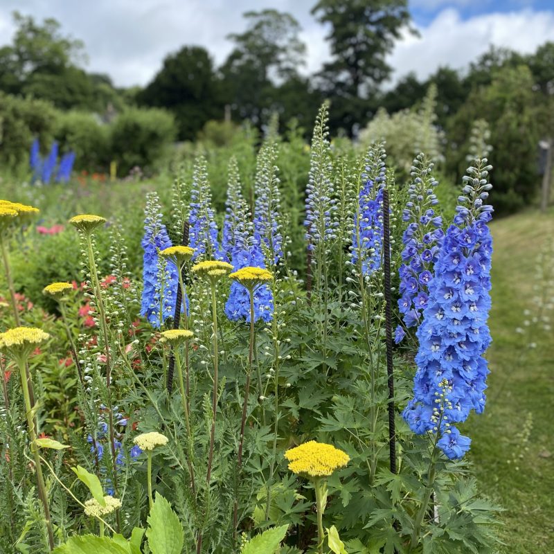 Blue delpiniums herb border KG