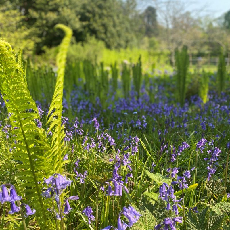 Bluebells and ferns in rockery