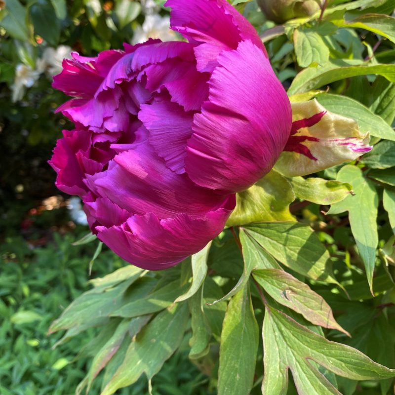 Bright pink peony bloom