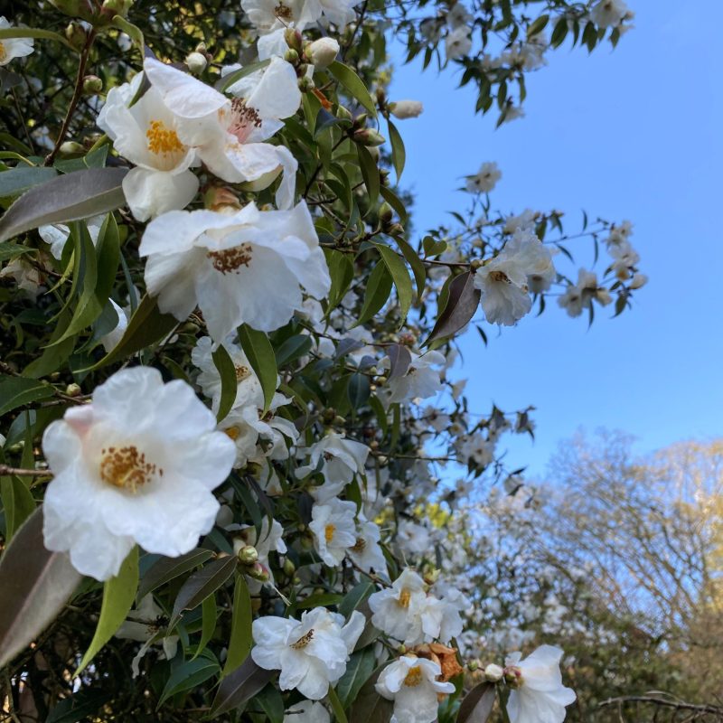 Camellia 'Cornish Snow' close up
