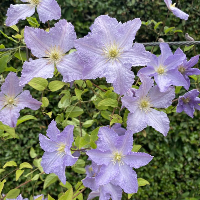 Clematis 'Blue Angel'