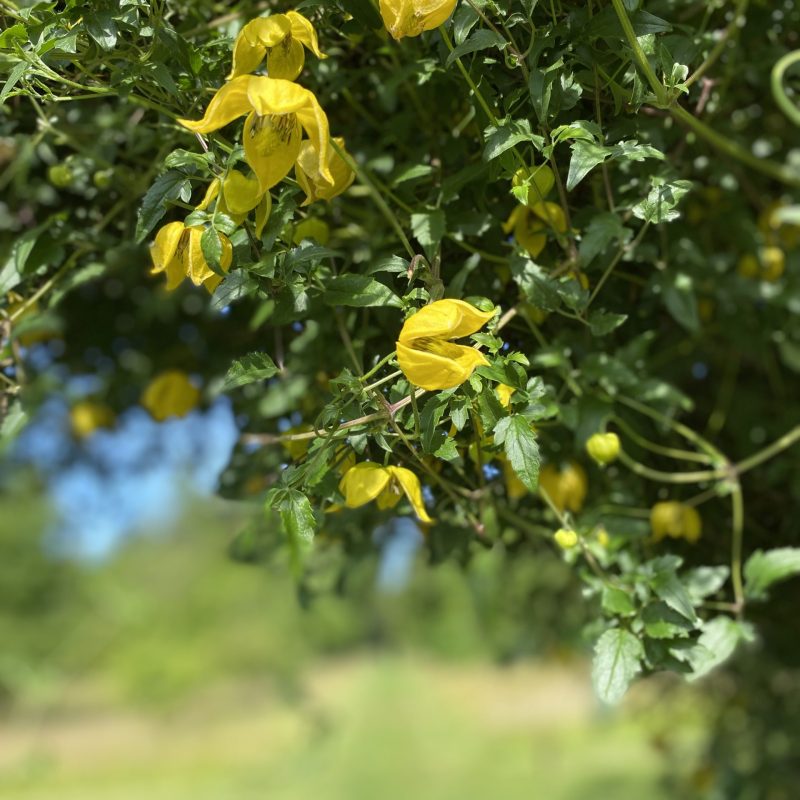 Clematis tangutica