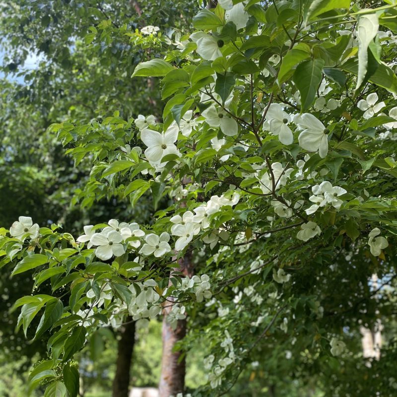 Cornus near Millenium bench