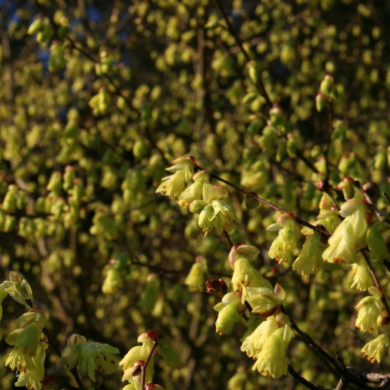 Corylopsis Pauciflora