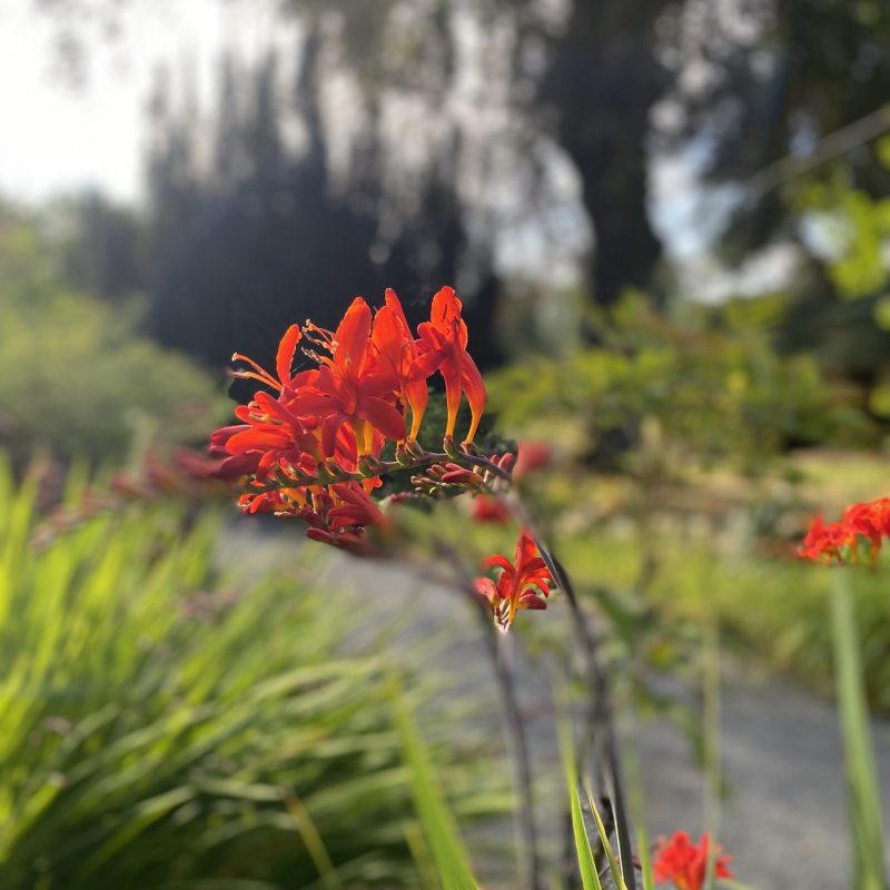 Crocosmia