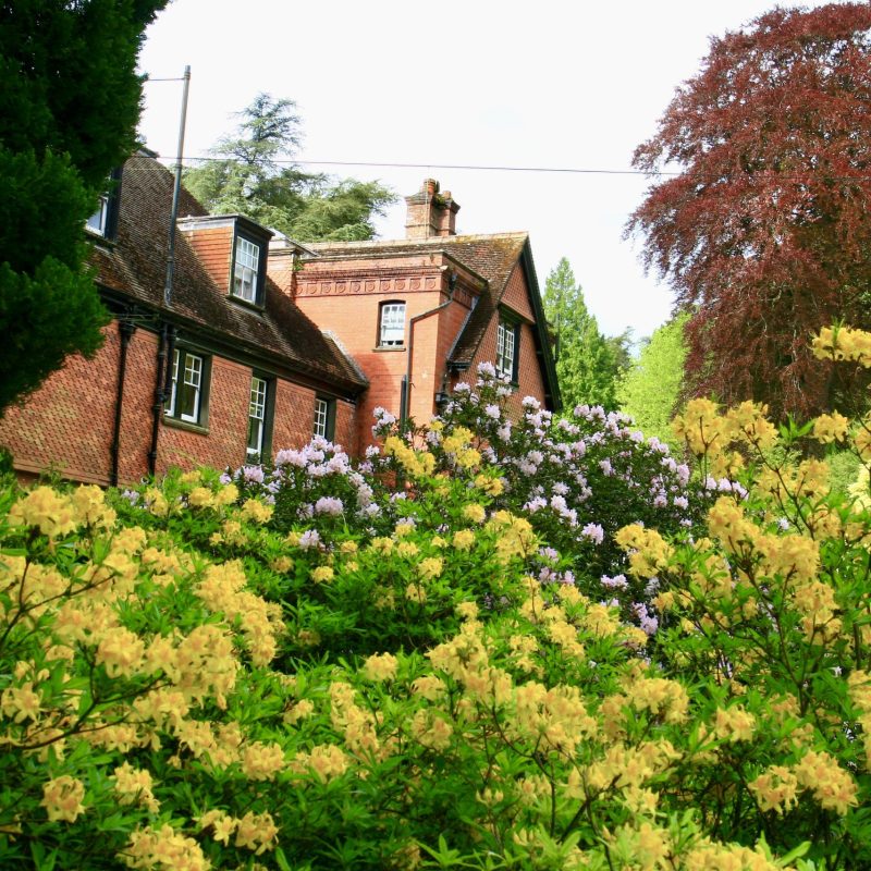 Croft with yellow azaleas