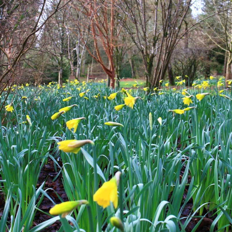 Daffodils