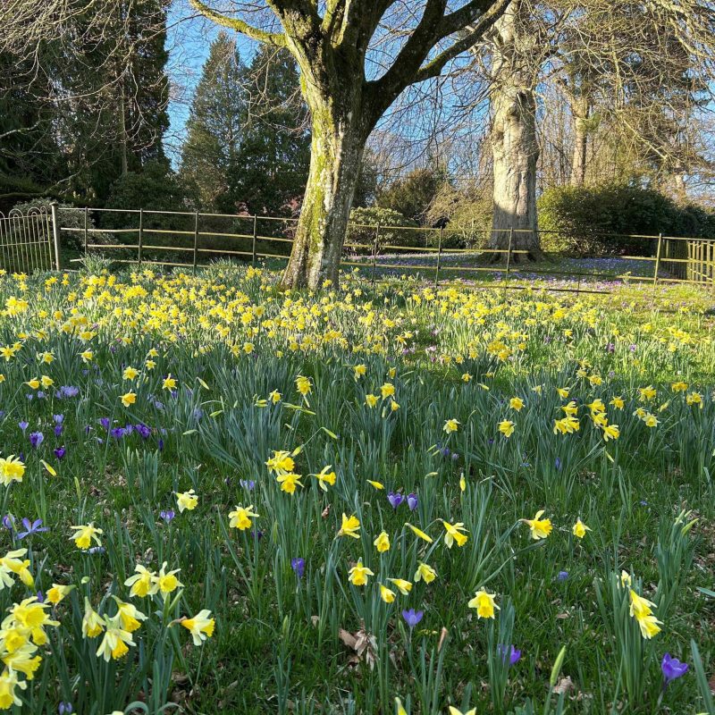 Daffs and crocus small