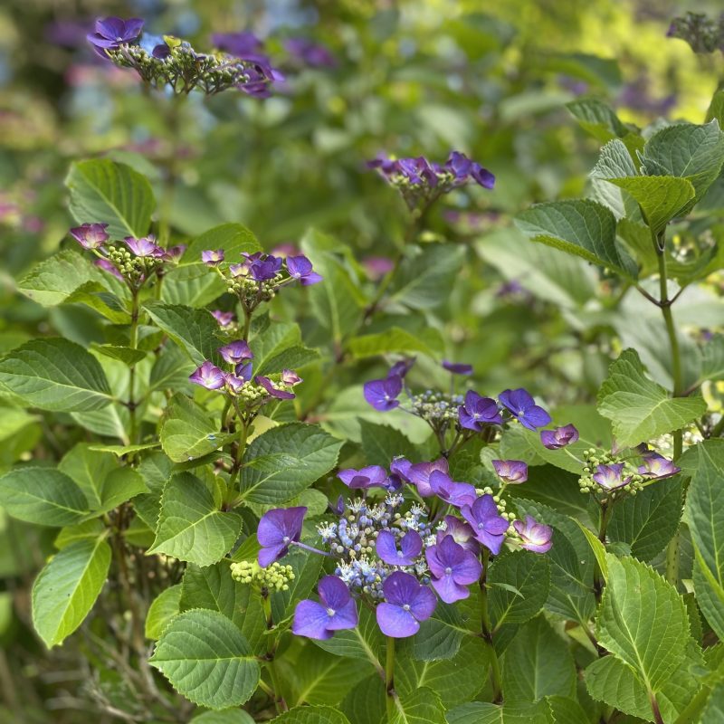 Dark blue hydrangea