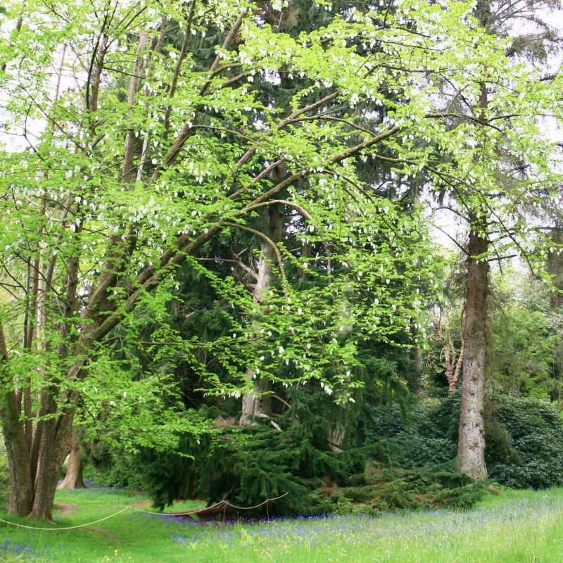 Davidia involucrata AG