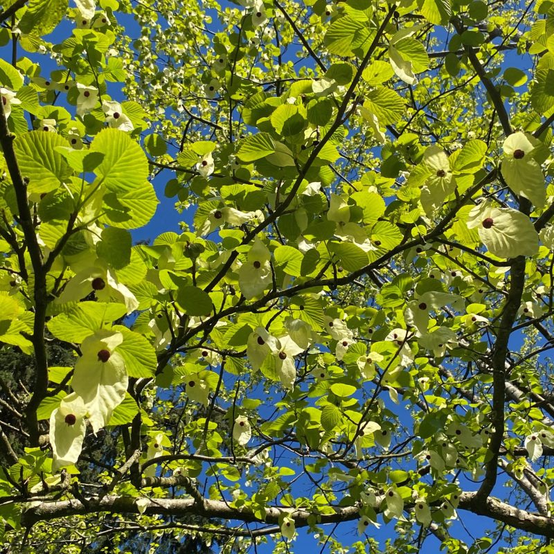 Davidia involucrata