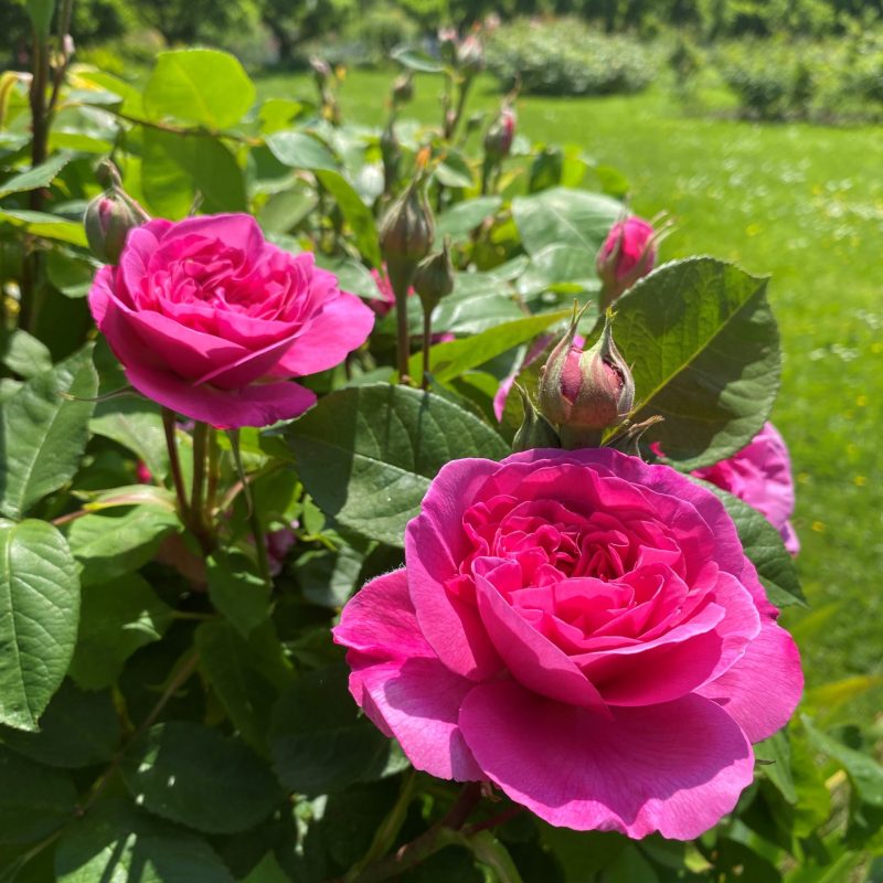 Deep pink rose