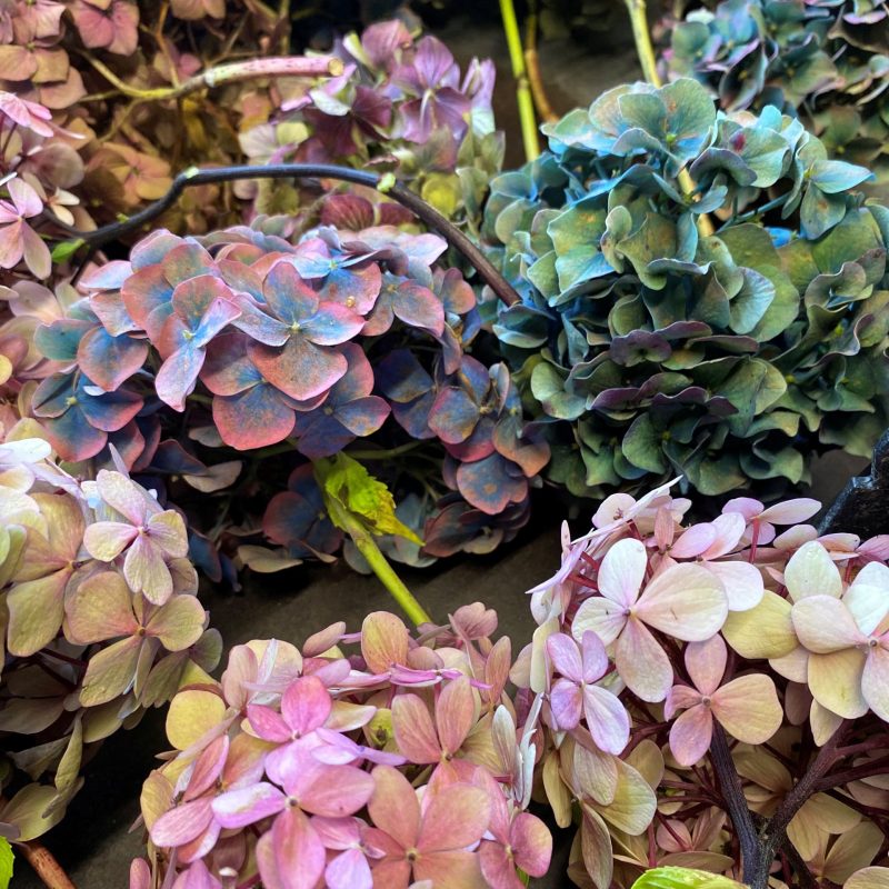 IMG_6871 web re-size