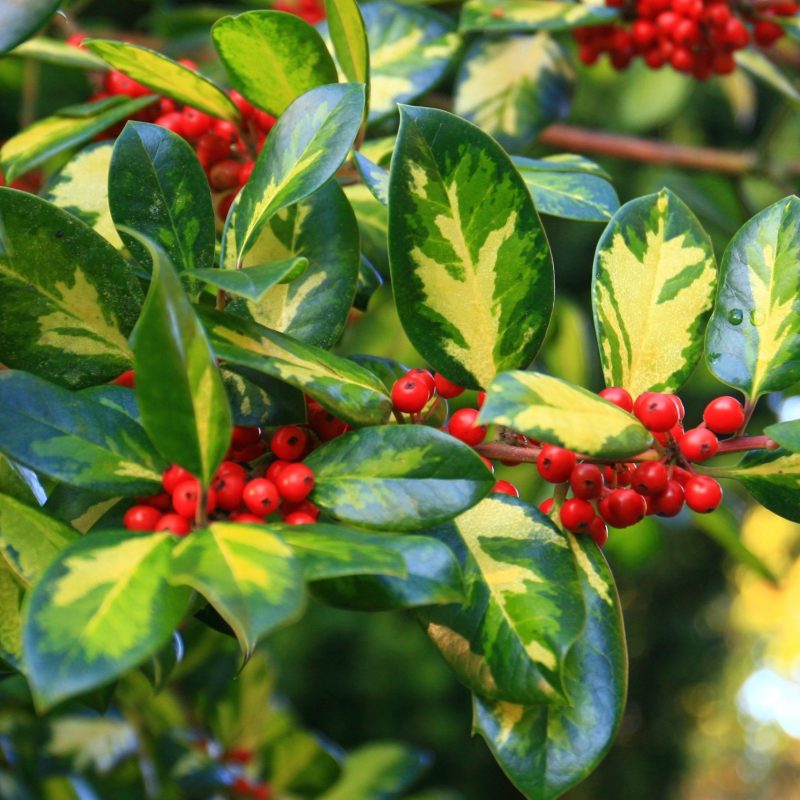 IMG_9268 copy re size