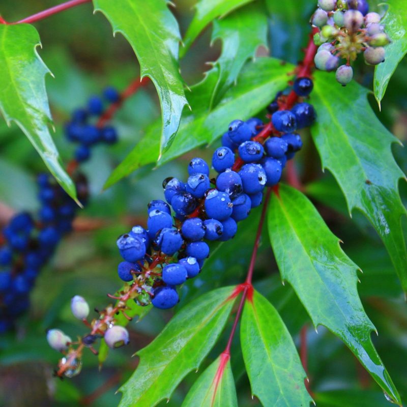 IMG_9344 copy re size