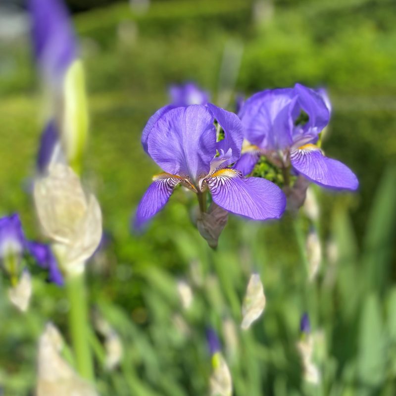 Iris siberica