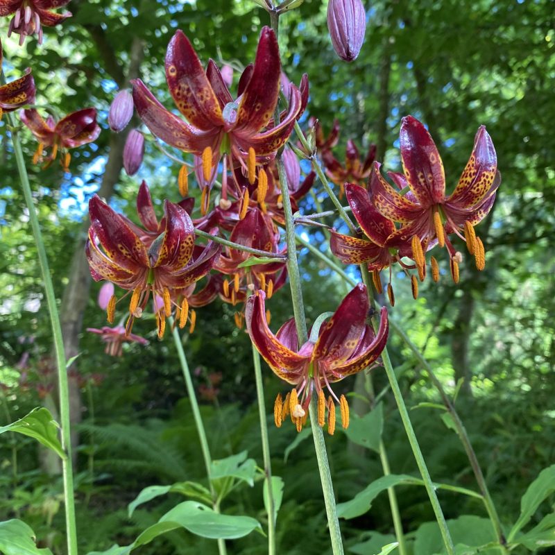 Lily martagon 'Claude Shride'