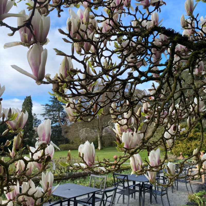 Magnolia and terrace