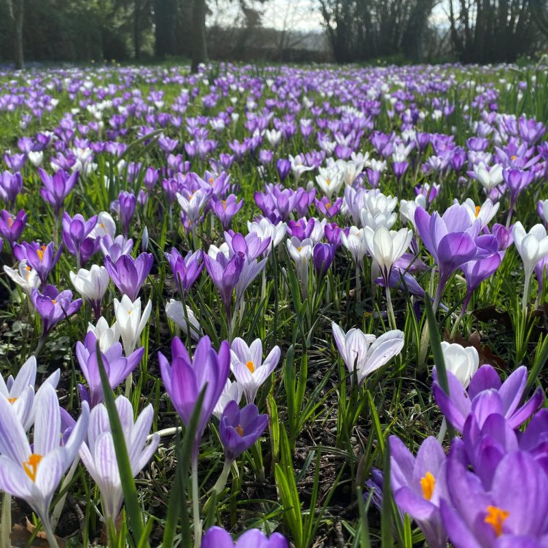 Mass of crocus small