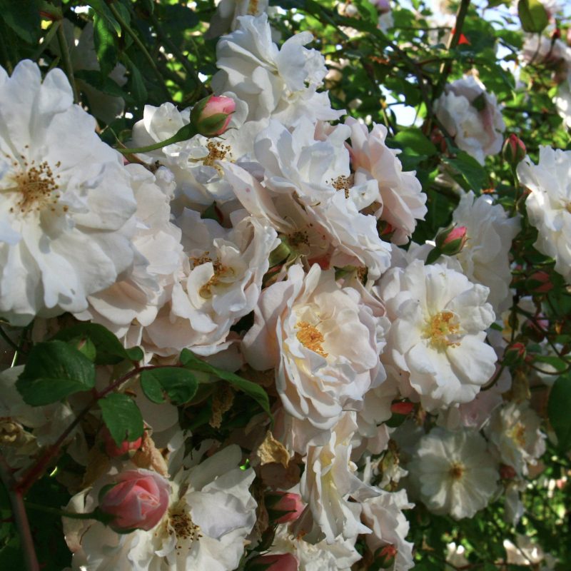 Old roses white