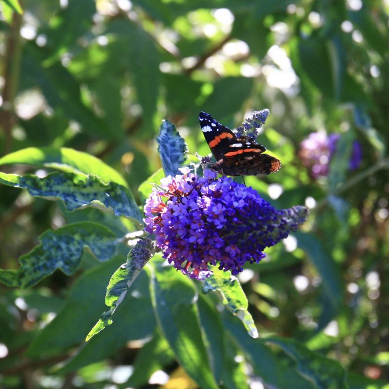 Painted Lady on Buddleia