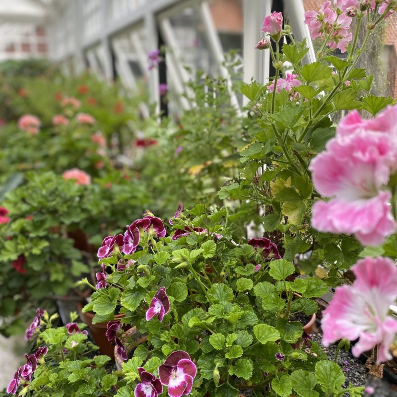Pelargoniums in Conservatory