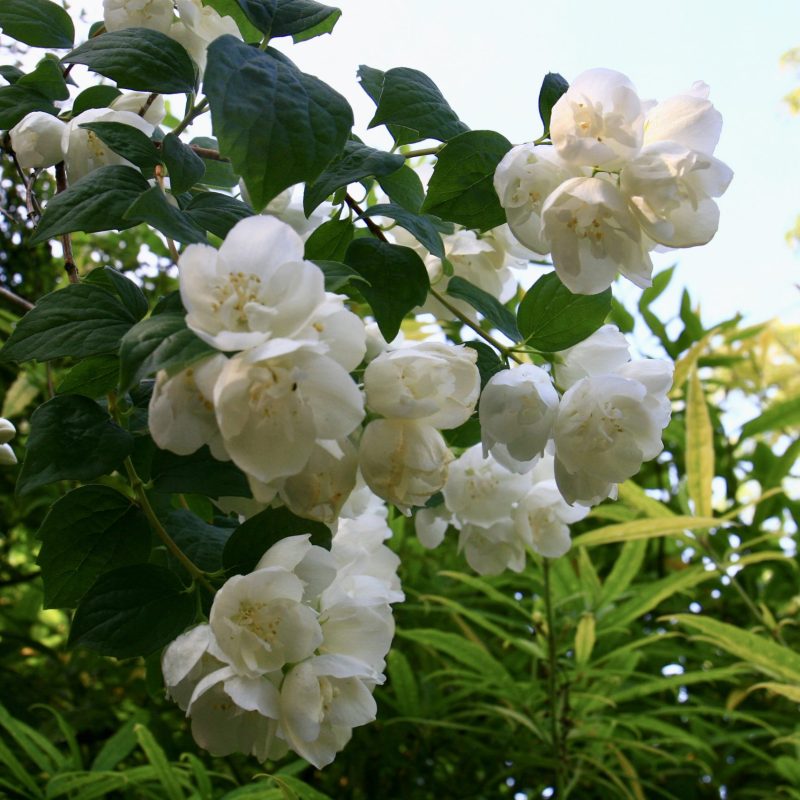 Philadelphus 'Virginal'