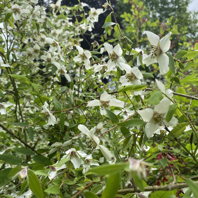 Philadelphus maculatus