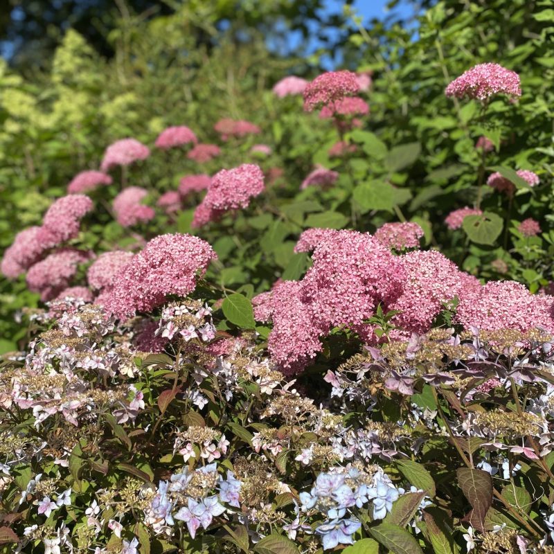Pink and blue hydrangeas