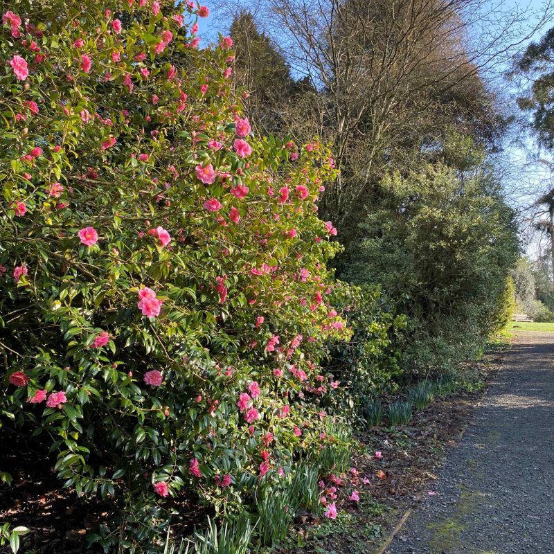 Pink camellias on Daisy Border