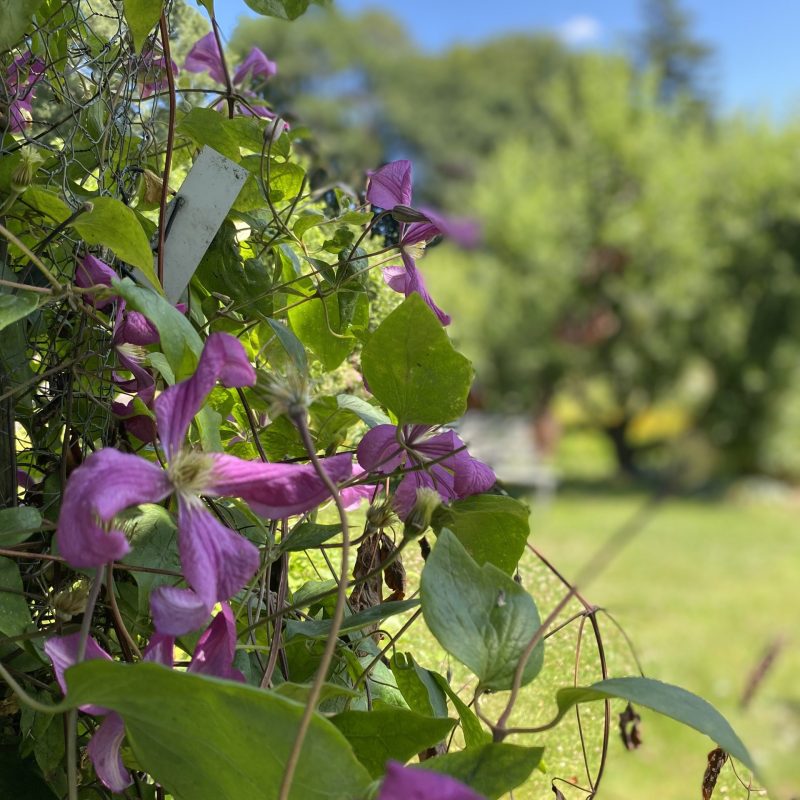 Pink clematis in KG