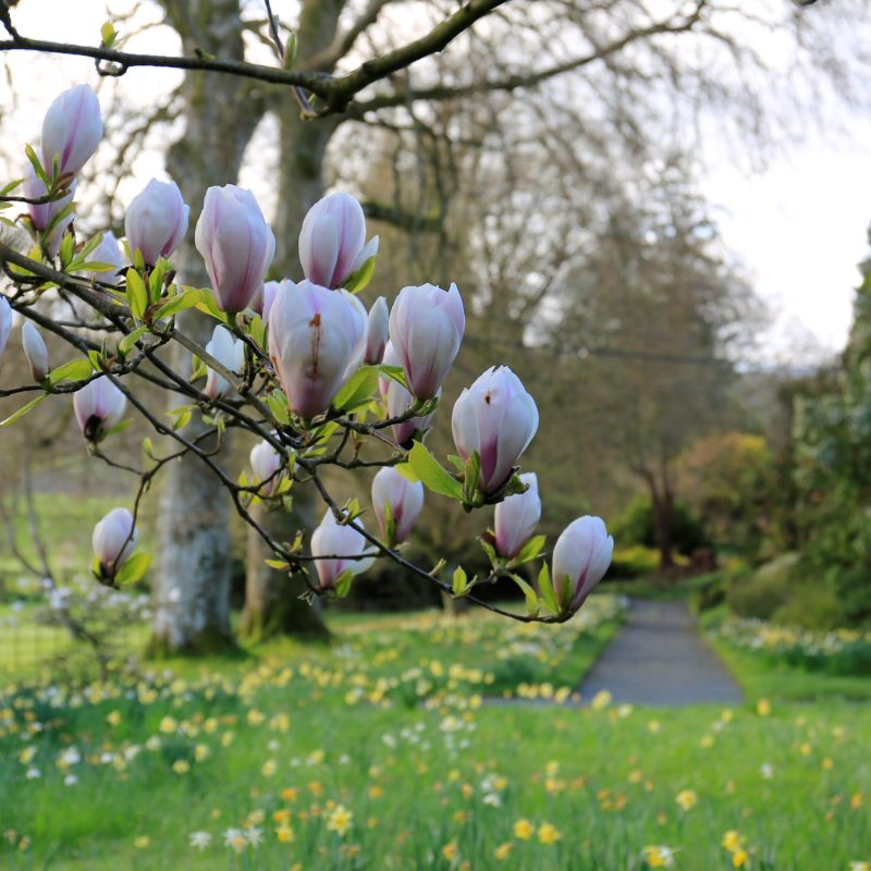 Pink magnolia above bulbs