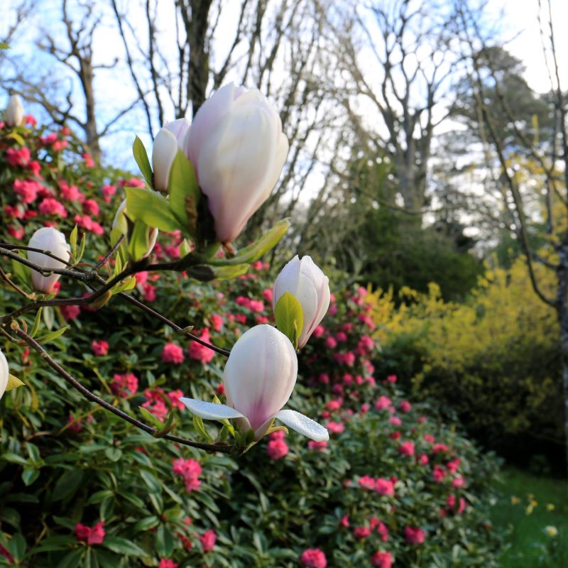 Pink magnolia and pinker camellias