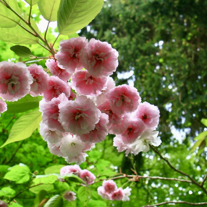 Prunus 'Fugenzo'
