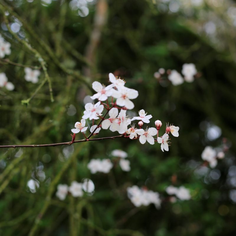 Prunus cerasifera ‘Pissardii’