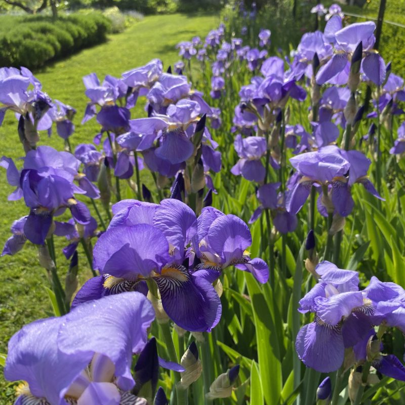 Purple irises