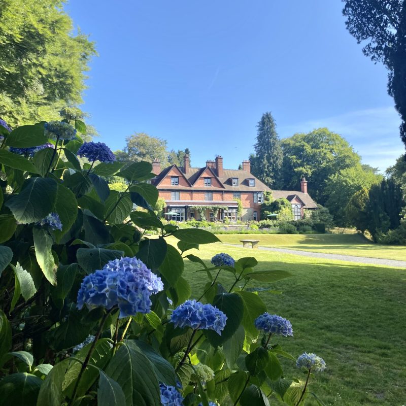 SCENE Croft blue hydrangea foregrounded