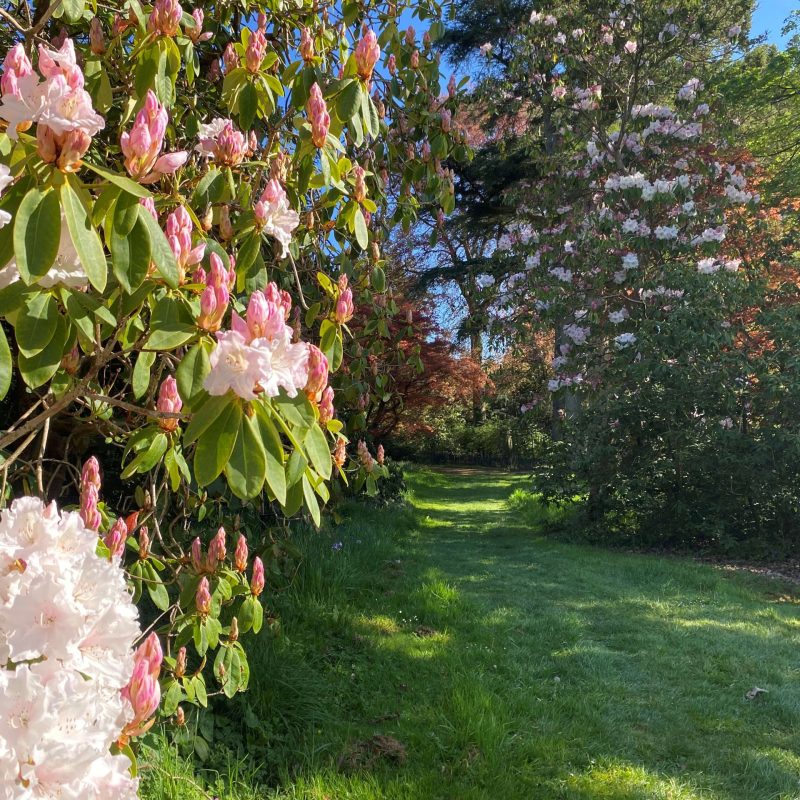 SCENE pink rhododendrons