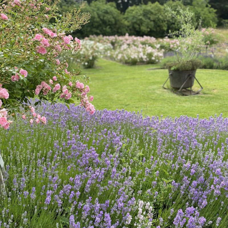 STAR Lavender and roses KG
