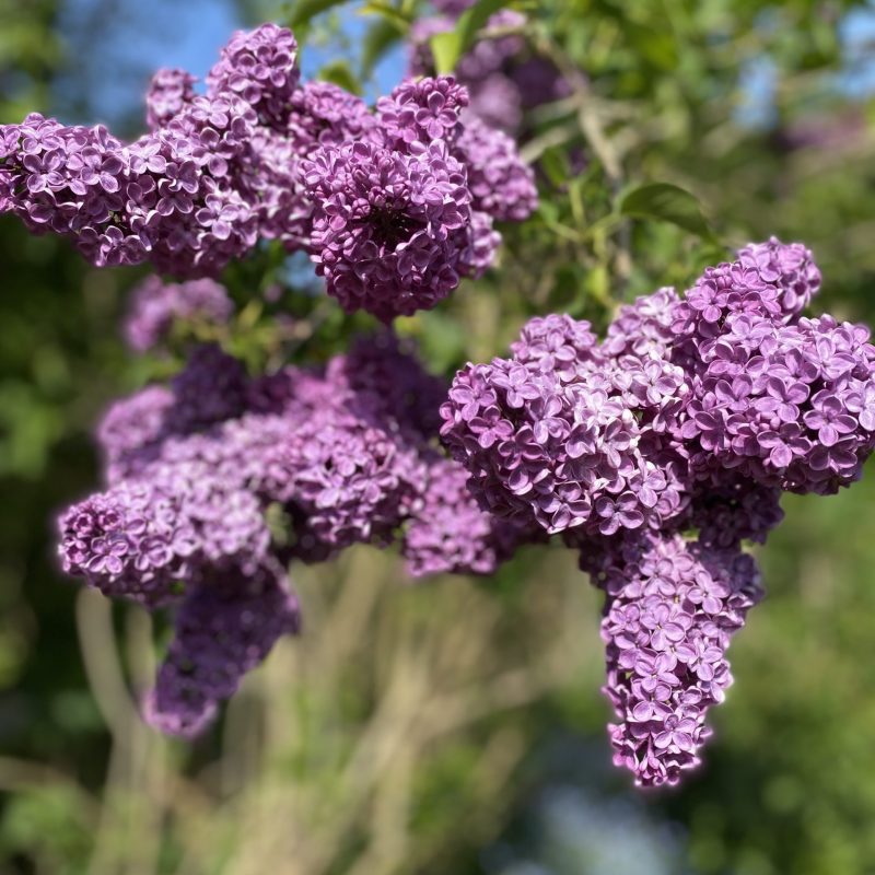 Syringa in KG