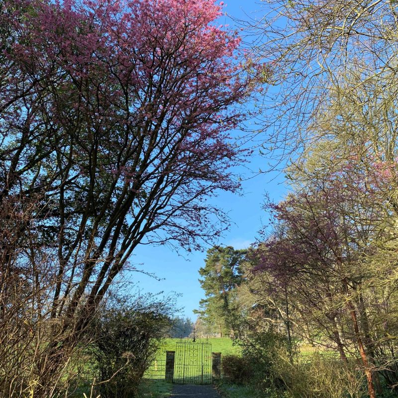 Two cherries on Daisy Border