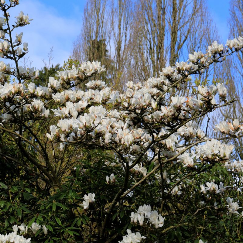 White magnolia