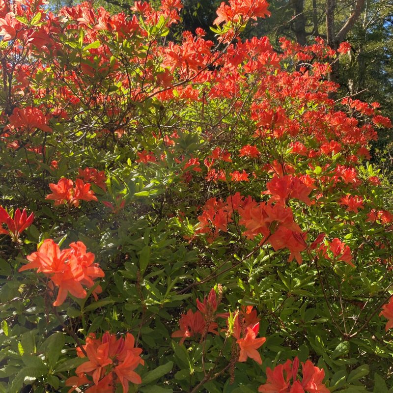 orange azaleas