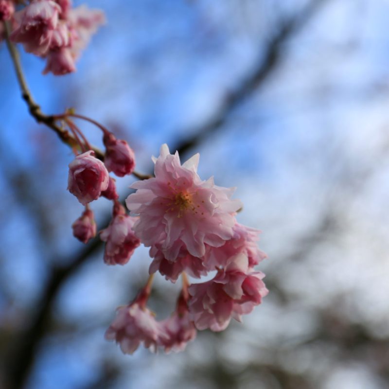 pink cherry blossom