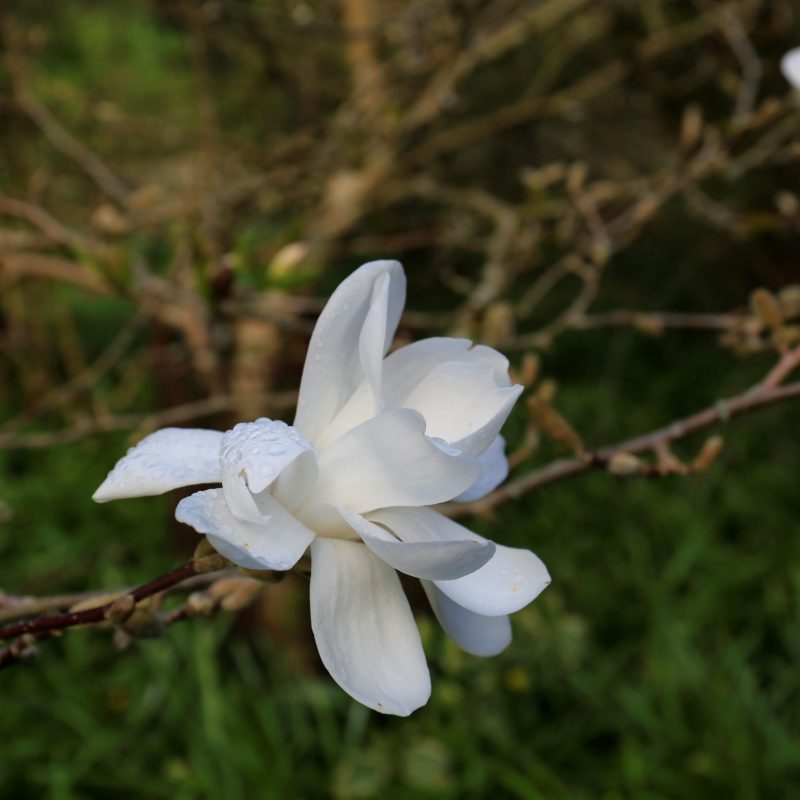 single white magnolia bloom